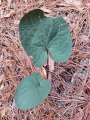 Packera coahuilensis