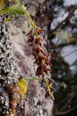 Bulbophyllum bracteatum