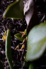 Bulbophyllum shepherdii
