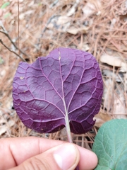 Packera coahuilensis