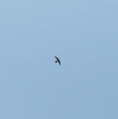 Cecropis striolata