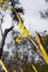 Dendrobium gracilicaule