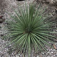 Agave stricta