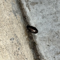 Blaberidae