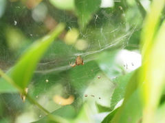 Cyrtophora exanthematica