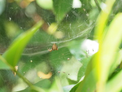 Cyrtophora exanthematica