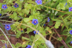 Anagallis