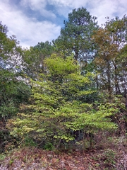 Cornus florida urbiniana