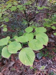 Cornus florida urbiniana