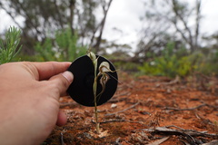 Pterostylis biseta