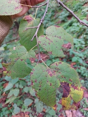 Tilia americana mexicana