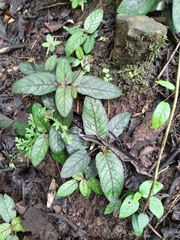 Strobilanthes reptans