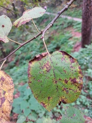 Tilia americana mexicana