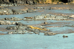 Crocodylus niloticus