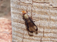 Diacrita costalis