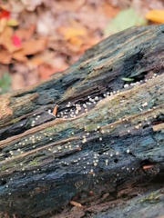 Helicogloea compressa