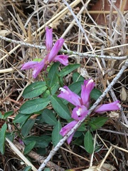 Rhinotropis californica