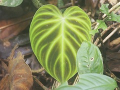 Philodendron verrucosum