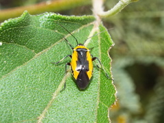 Neocapsus