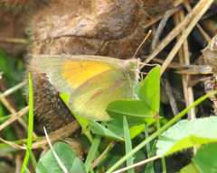 Colias dimera