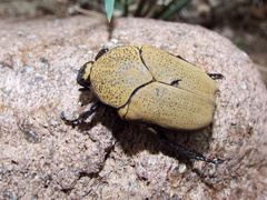 Hologymnetis cinerea
