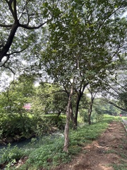 Ficus drupacea