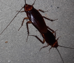 Periplaneta americana