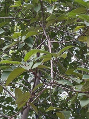 Ficus drupacea