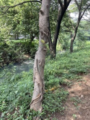 Ficus drupacea