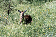Kobus ellipsiprymnus defassa