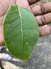 Ficus drupacea