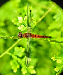 Orchithemis pulcherrima