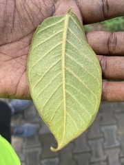 Ficus drupacea