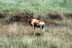 Alcelaphus buselaphus cokii
