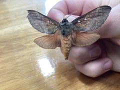 Oxycanus