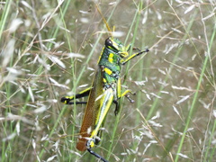 Schistocerca albolineata