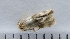 Gynnidomorpha romonana