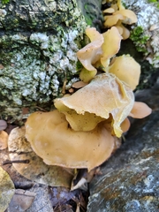 Auricularia cornea