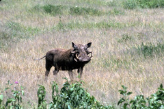 Phacochoerus africanus massaicus