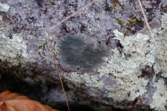 Marchantiophyta