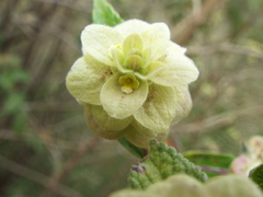 Lippia inopinata