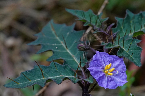 Image of Solanum pungetium by (c) Max Campbell, some rights reserved (CC BY)