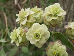 Lippia inopinata