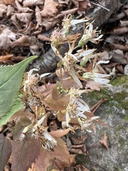 Eurybia schreberi