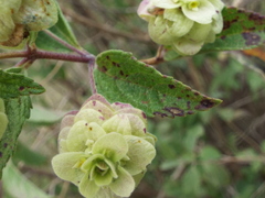 Lippia inopinata
