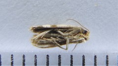 Gynnidomorpha romonana