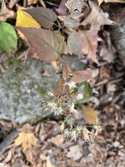 Eurybia schreberi