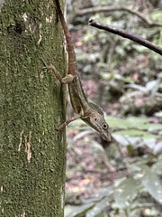 Anolis lineatopus