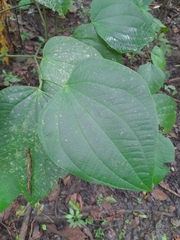 Piper reticulatum