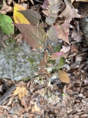 Eurybia schreberi